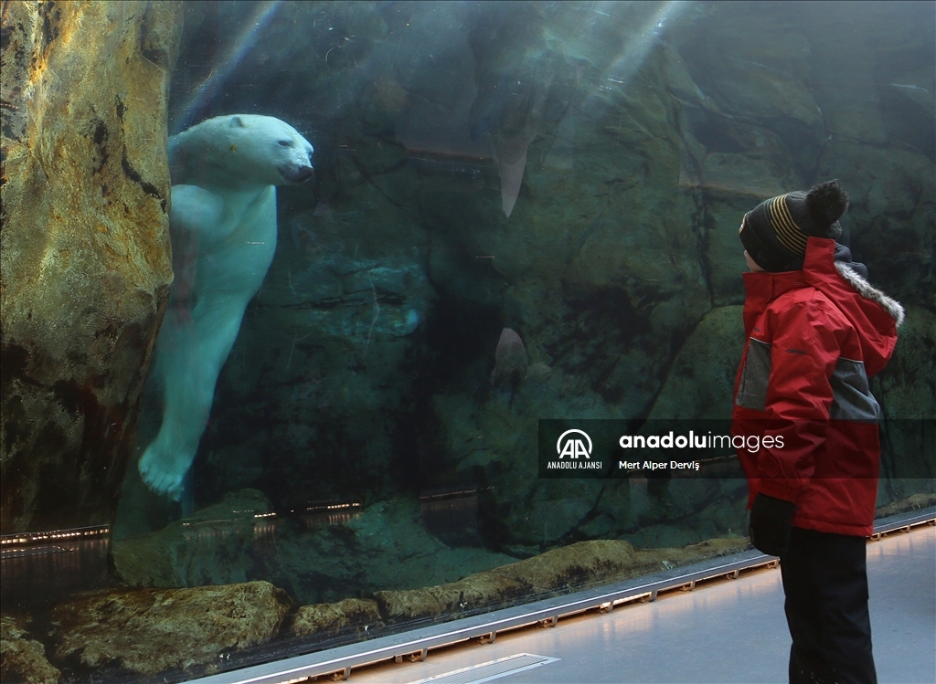 Kanada daki Assiniboine Park hayvanat bahçesi Anadolu Ajansı