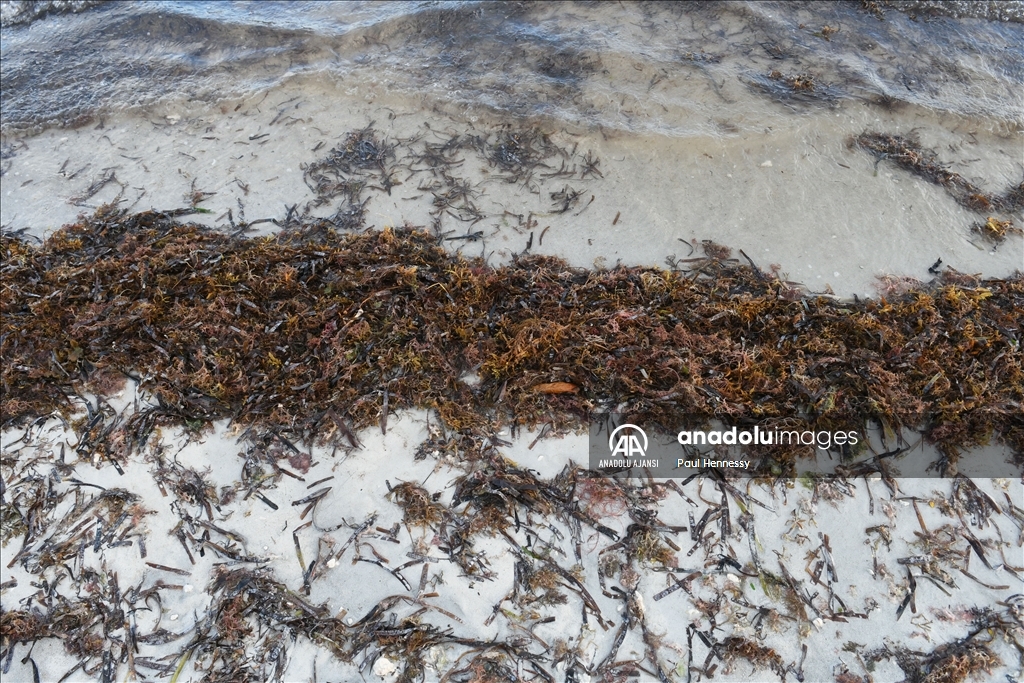 Sargassum Deniz Yosunu Florida K Y Lar Na Y Neldi Anadolu Ajans