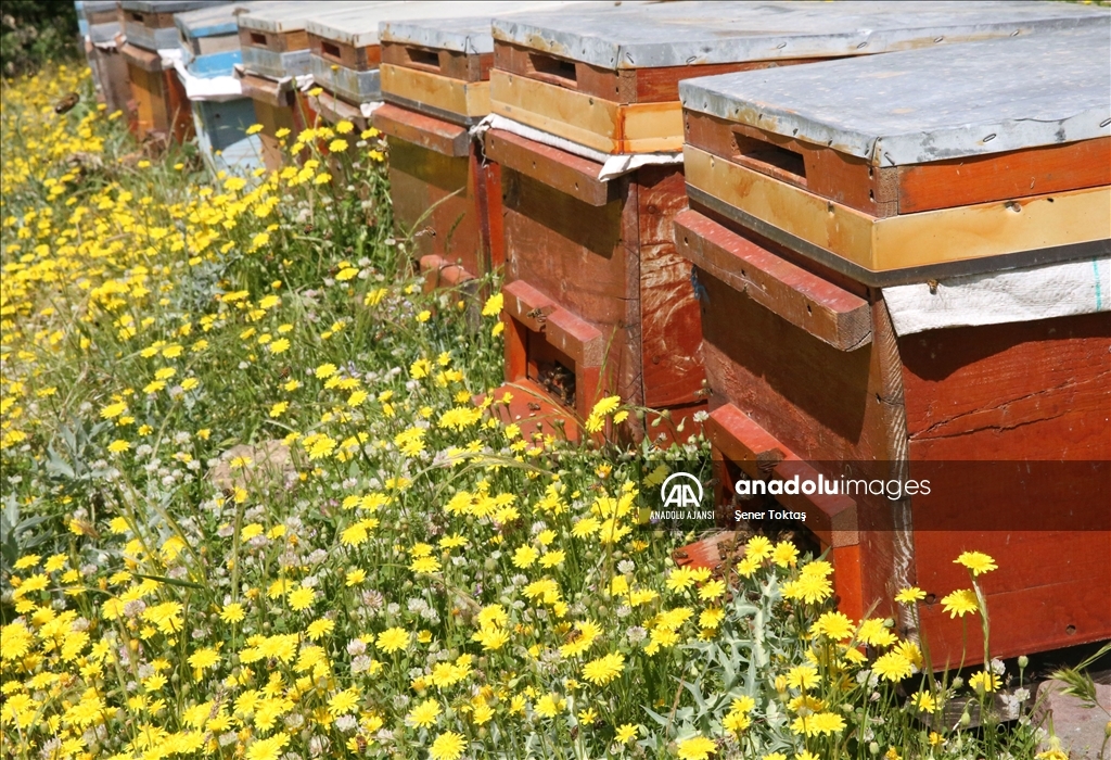 Gezgin arıcılar Hizan ın zengin floralı yaylalarını tercih ediyor