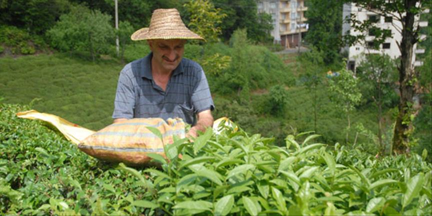 Çay için tahlil laboratuvarı