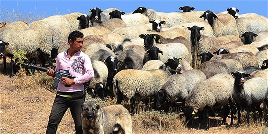 ''Romanov koyunları''na özel koruma