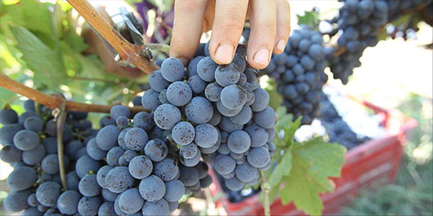 Kalecik'te "bağ bozumu" zamanı