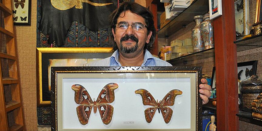 Yılanı korkutan kelebek