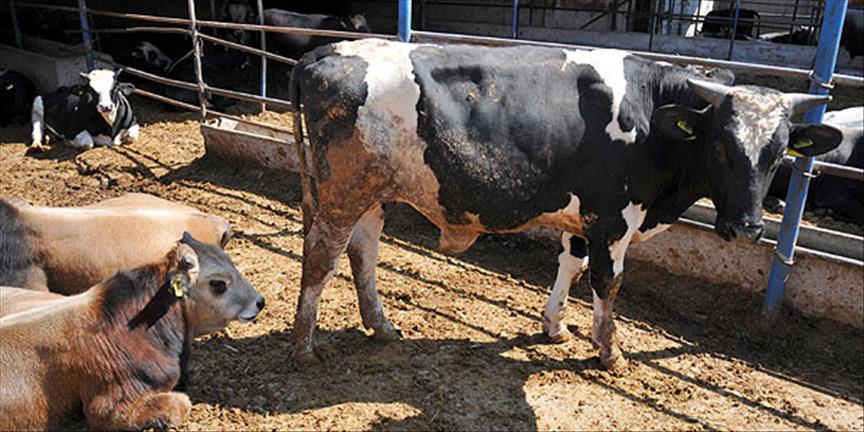 Elde kalan kurbanlıklara EBK sahip çıktı