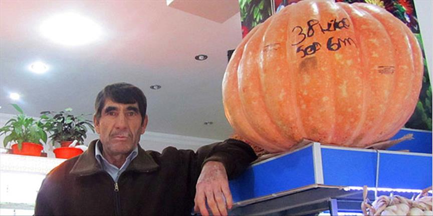 Çekirdeği Fransız dev kabak