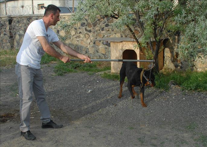 Rottweiler çocuğa saldırdı