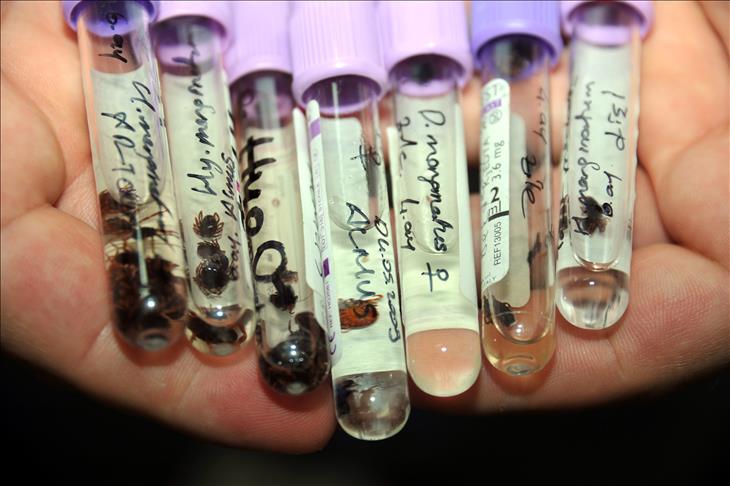 Kene türleri fotoğraflandı