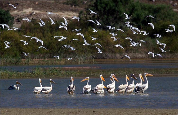 Foto safari AA'ya birincilik getirdi
