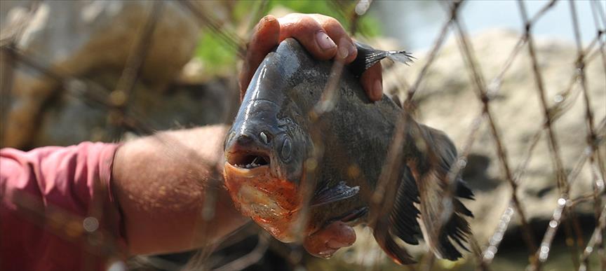 Meriç Nehri'nde ''pirana'' iddiası 