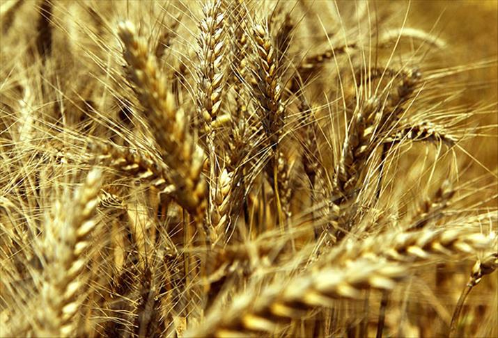 Soğuğa dayanıklı yerli buğday ve arpa