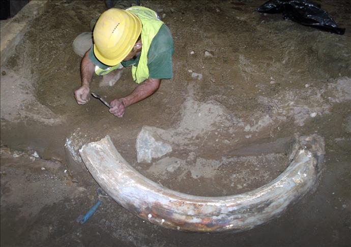 10 bin yaşında mamut dişi bulundu