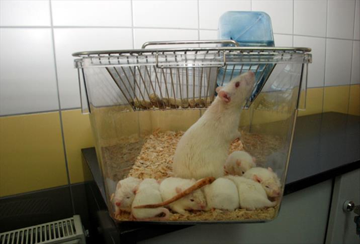 Bakanlık hastaneleri deney hayvanı satacak