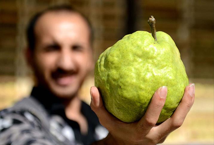 Kiloluk armutlara ilgi büyük