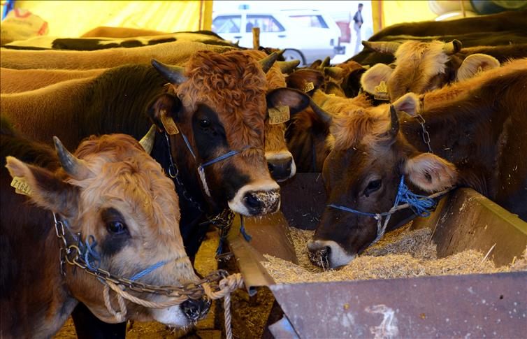 Bakanlıktan canlı hayvan ithalatına yanıt