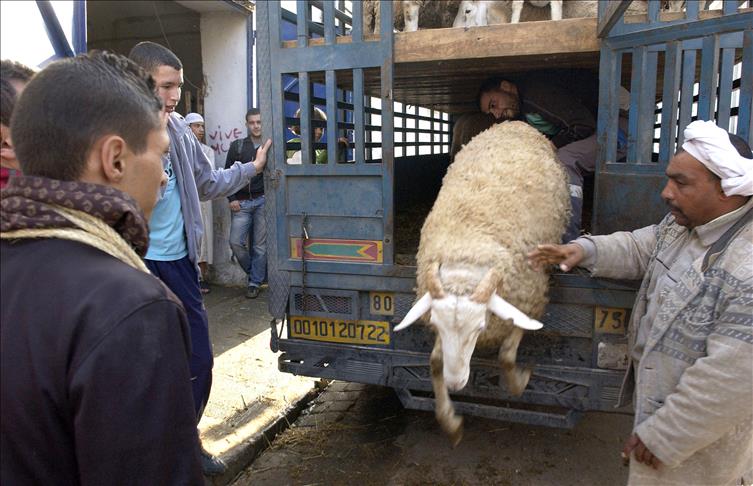 الجزائريون يستقبلون الأضحى بـ"التغافر"