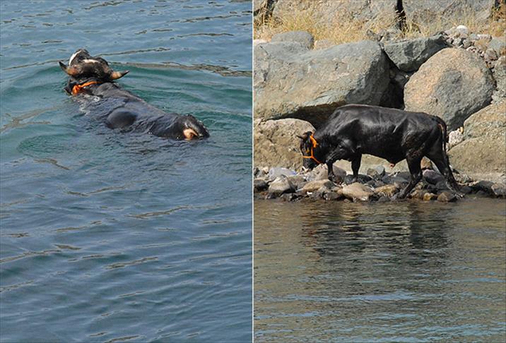Turska: Nezgode sa odbjeglim kurbanima