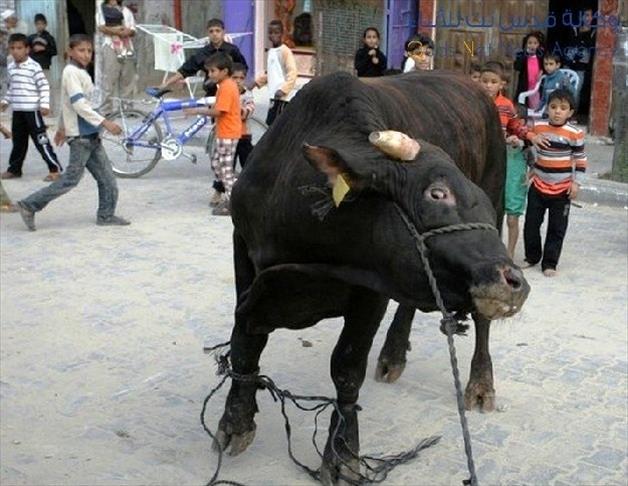 أضاحي غزة تطارد الجزارين والمضحّين