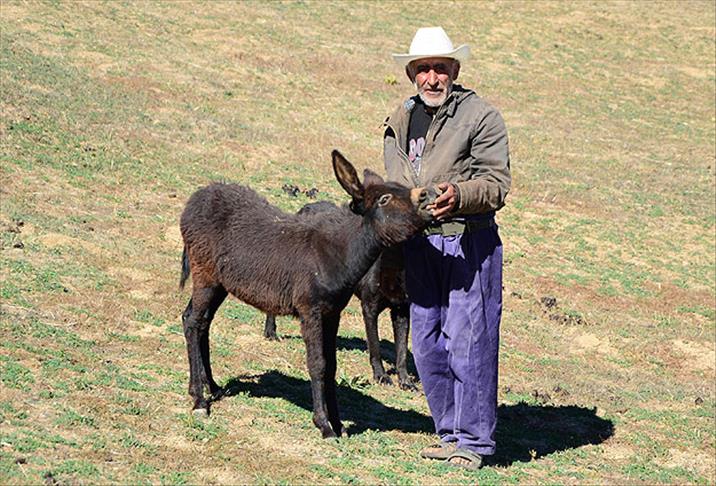 Topladığı eşekler başına dert oldu