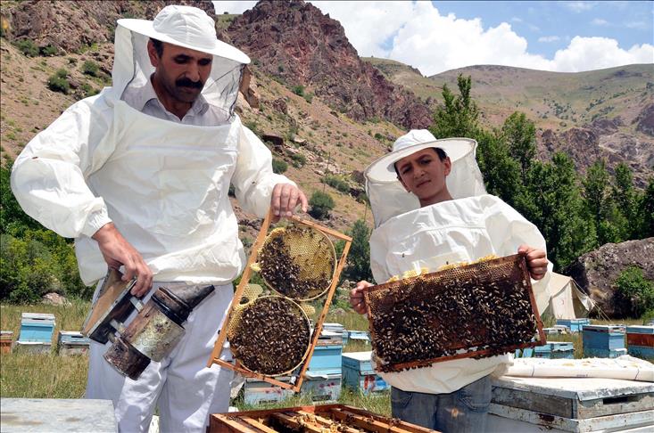 Turkey second biggest honey producer in world