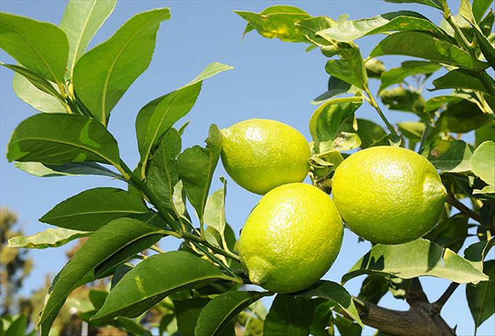 Limon üreticinin yüzünü ekşitmedi