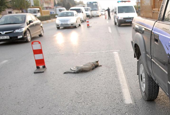 Araç sigortası köpeğe yaradı
