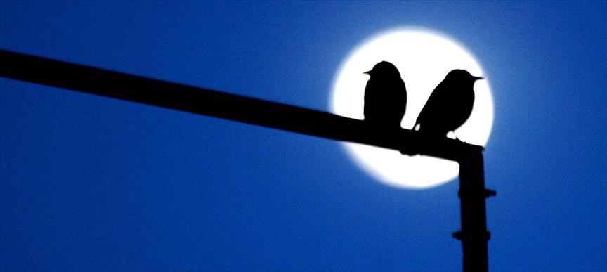 ''Kuş beyinli'' demeden iyi düşünün