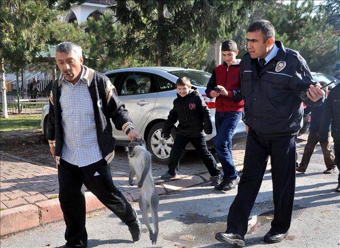 Turska: Majmun napao dvojicu dječaka na putu do škole