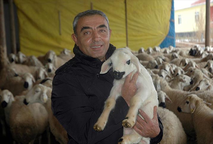 Hayvan yetiştiricileri 'çoban' bulamıyor
