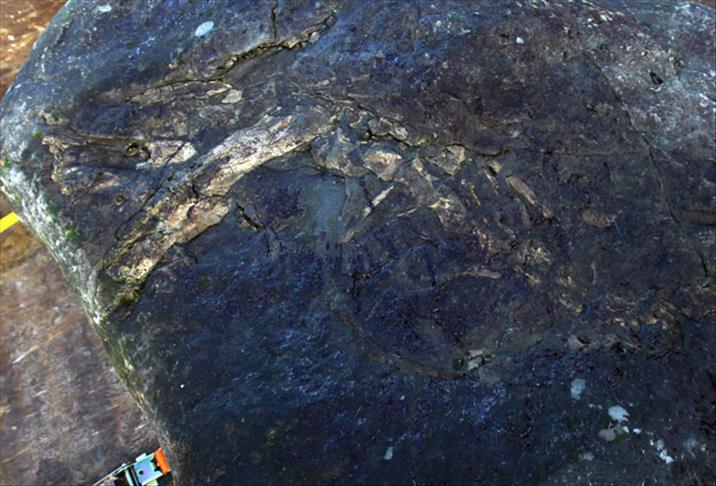 En büyük dinozora ait fosil bulundu