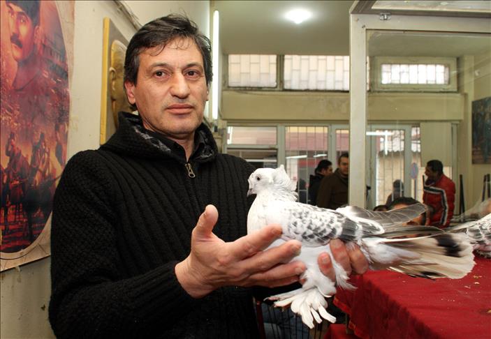 Otomobille güvercin takas ediyorlar