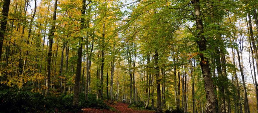Po bogatstvu šuma BiH prva na Balkanu, sedma u Evropi