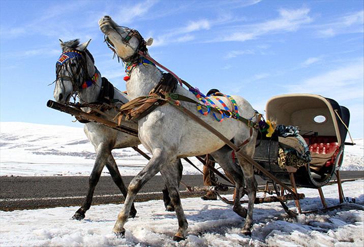 Atlarını gelin gibi süslüyorlar
