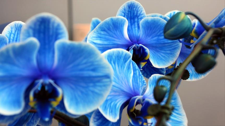 زهرة "الأوركيدا" تتألق في سماء نيويورك