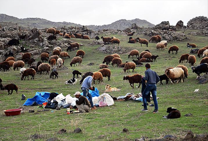 Çobanlar yaylada mesaiye başladı