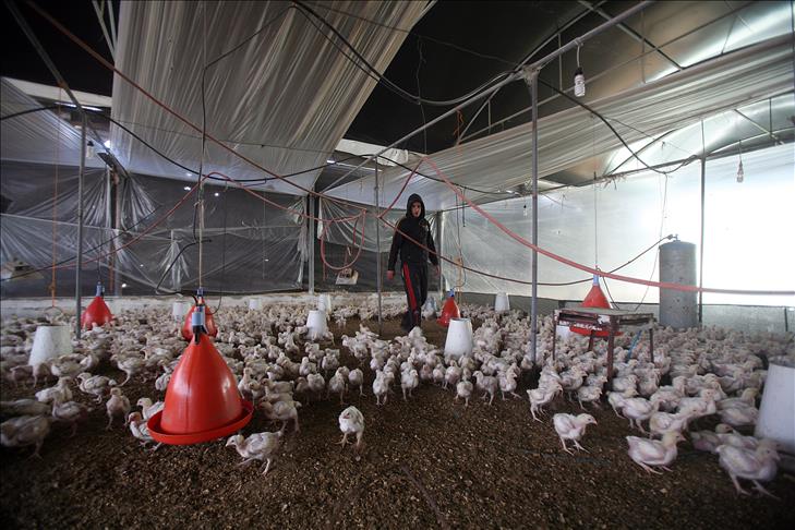 شامل الشكل الأكبر  ارتفاع أسعار الدجاج يدفع الغزيين لتهريبه من مصر 