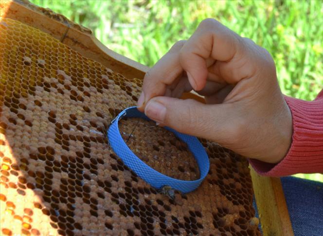 Turkey motherland of honey production, says head of national beekeepers group