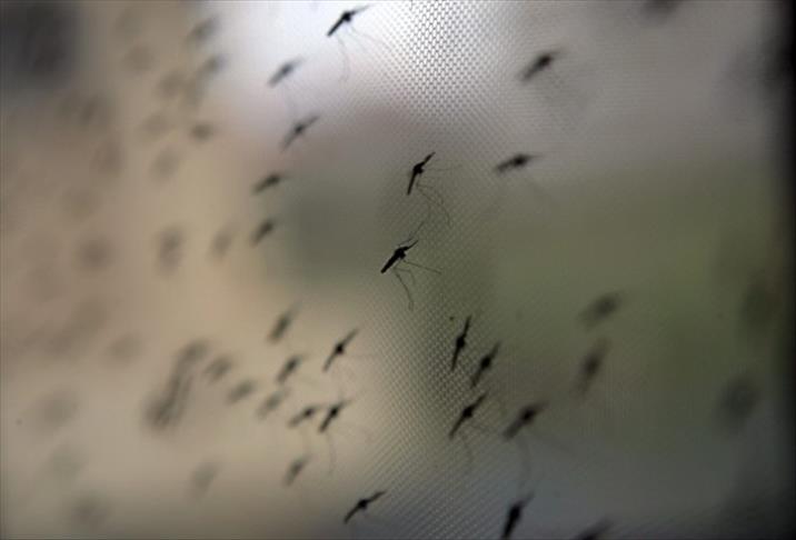 Number of dengue fever cases in China on rise