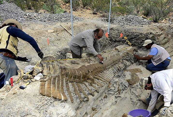 72 milyon yıllık dinozor kuyruğu fosili bulundu