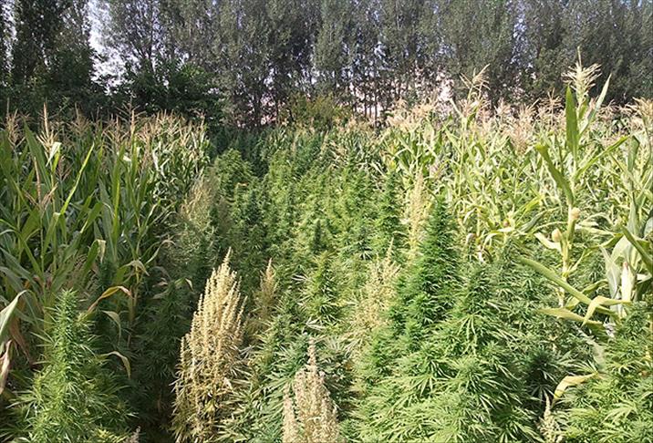 Erzurum'da bir milyon kök Hint keneviri ele geçirildi