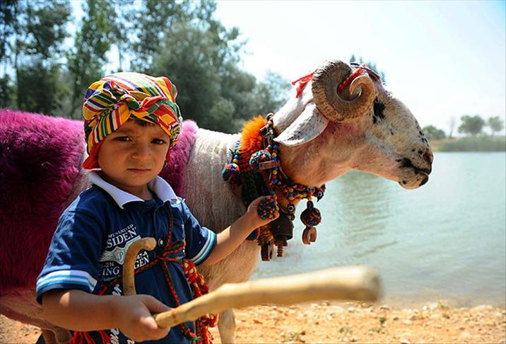 "Mor koyunlar" yarışmaya hazır