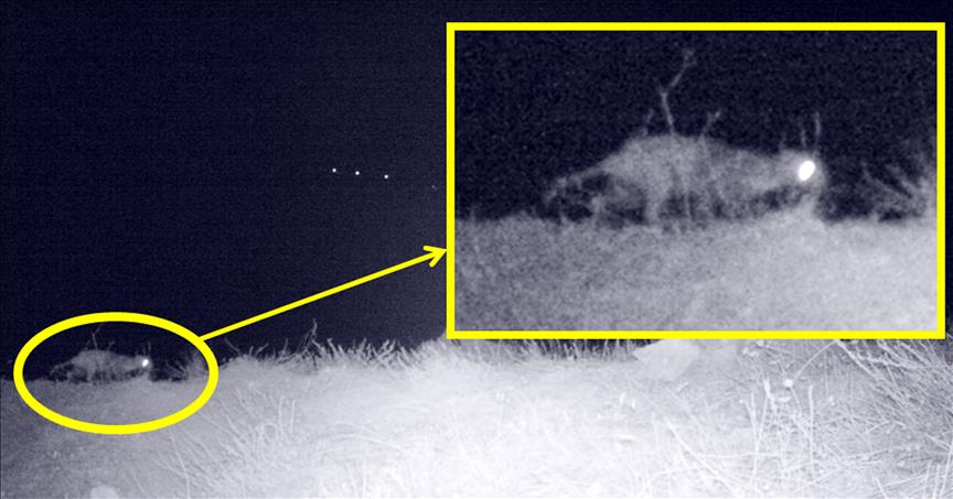 First ever leopard sighting in Turkey
