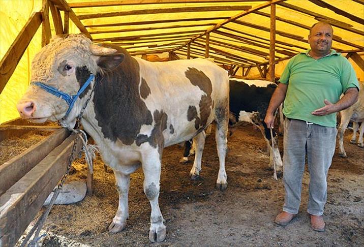 İkinci el otomobil fiyatına kurbanlık boğalar