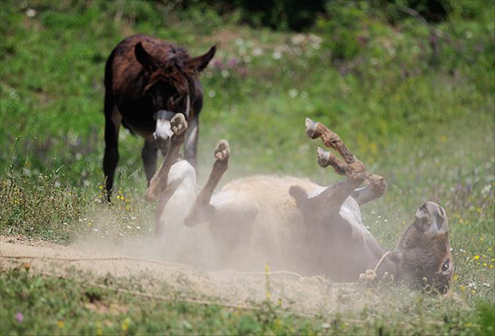 Yemen De Kuduz Esekler Korkutuyor yemen de kuduz esekler korkutuyor