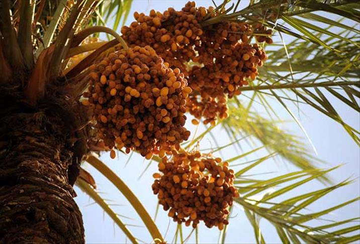 خورما.. ئاڵتوونی ئاسمانی عێراق