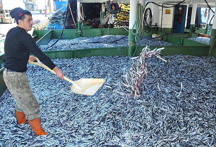 Tekneler hamsi doldu fiyatı 2 lira oldu