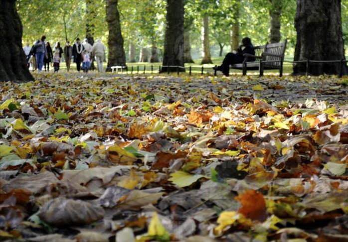 Why do leaves turn yellow in autumn?