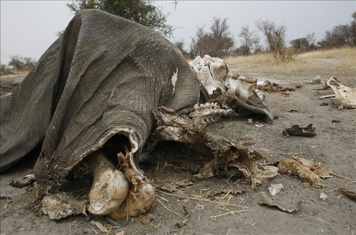 Zimbabwe boils over poisoned elephants