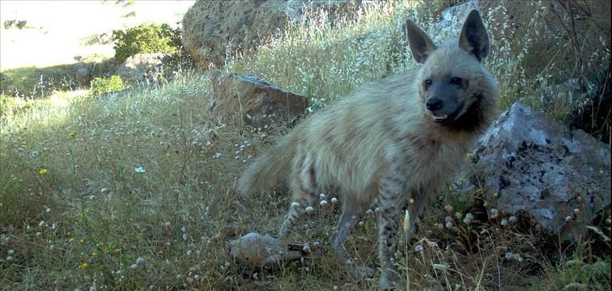 کەمتیار لە چیاکانی شرنەخ