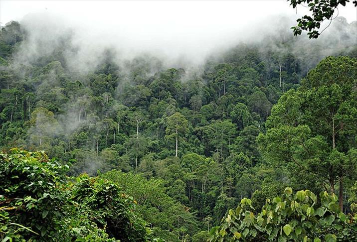 Амазонка в лесу