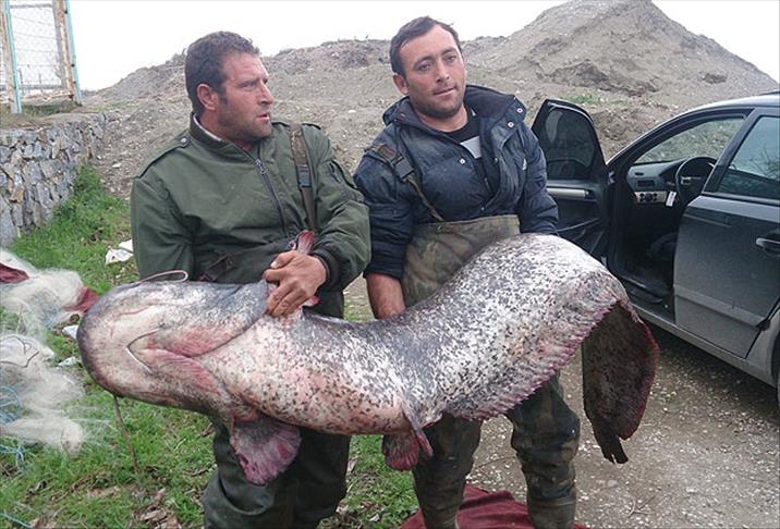 87 kilogramlık yayın balığı yakalandı